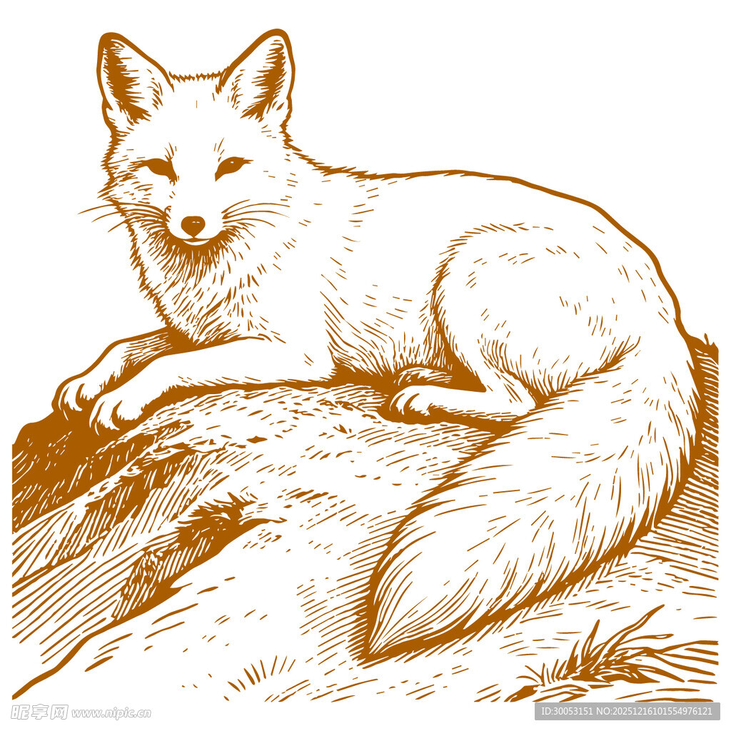 卧于石上的优雅狐狸