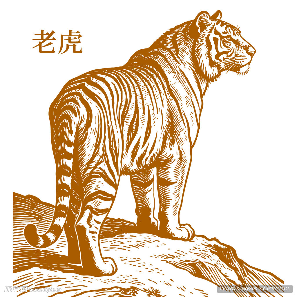 山巅上的威严老虎