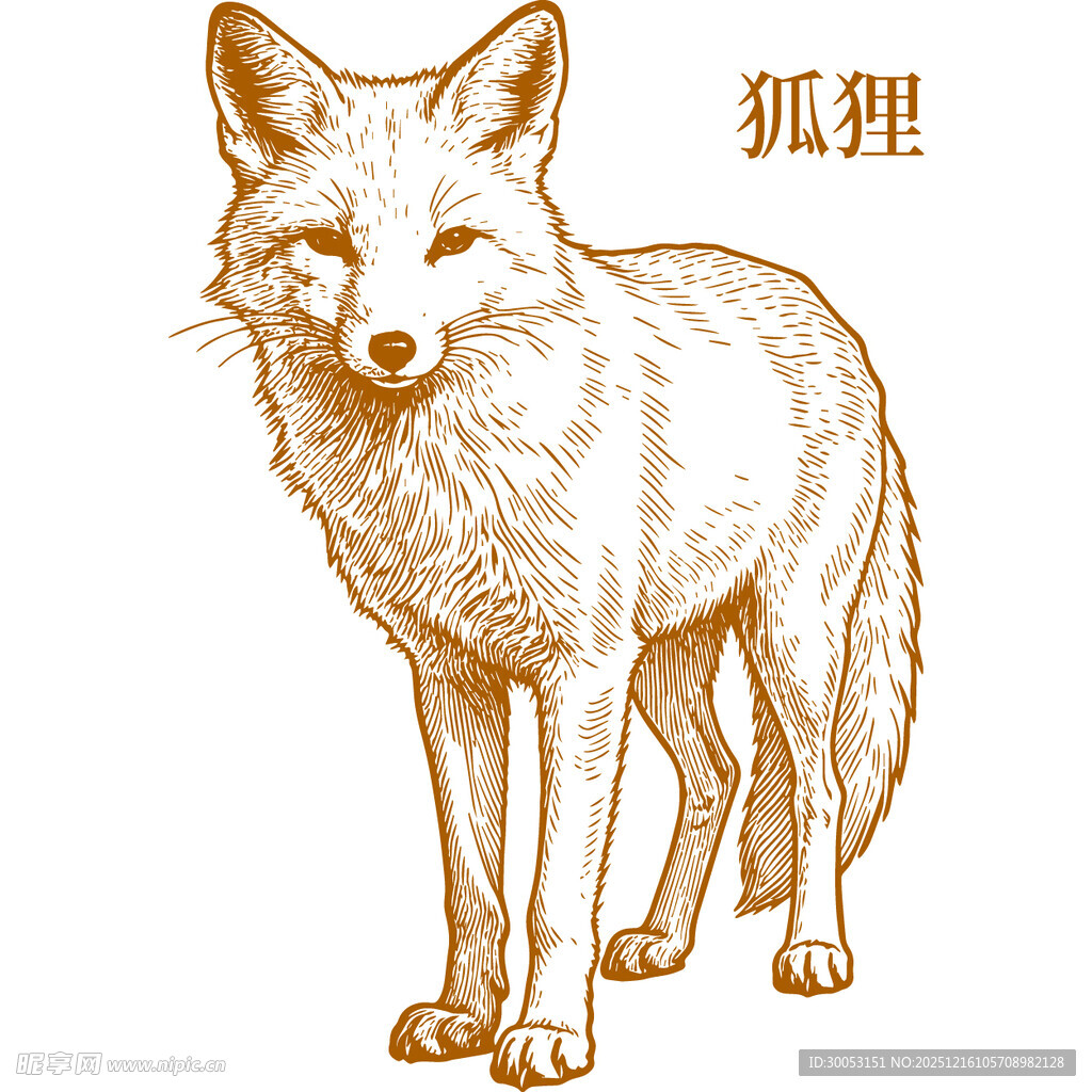 站立的狐狸插画