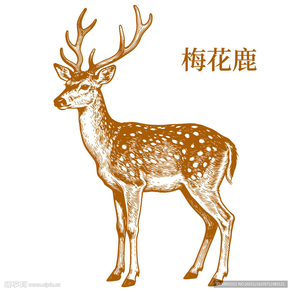 梅花鹿插画