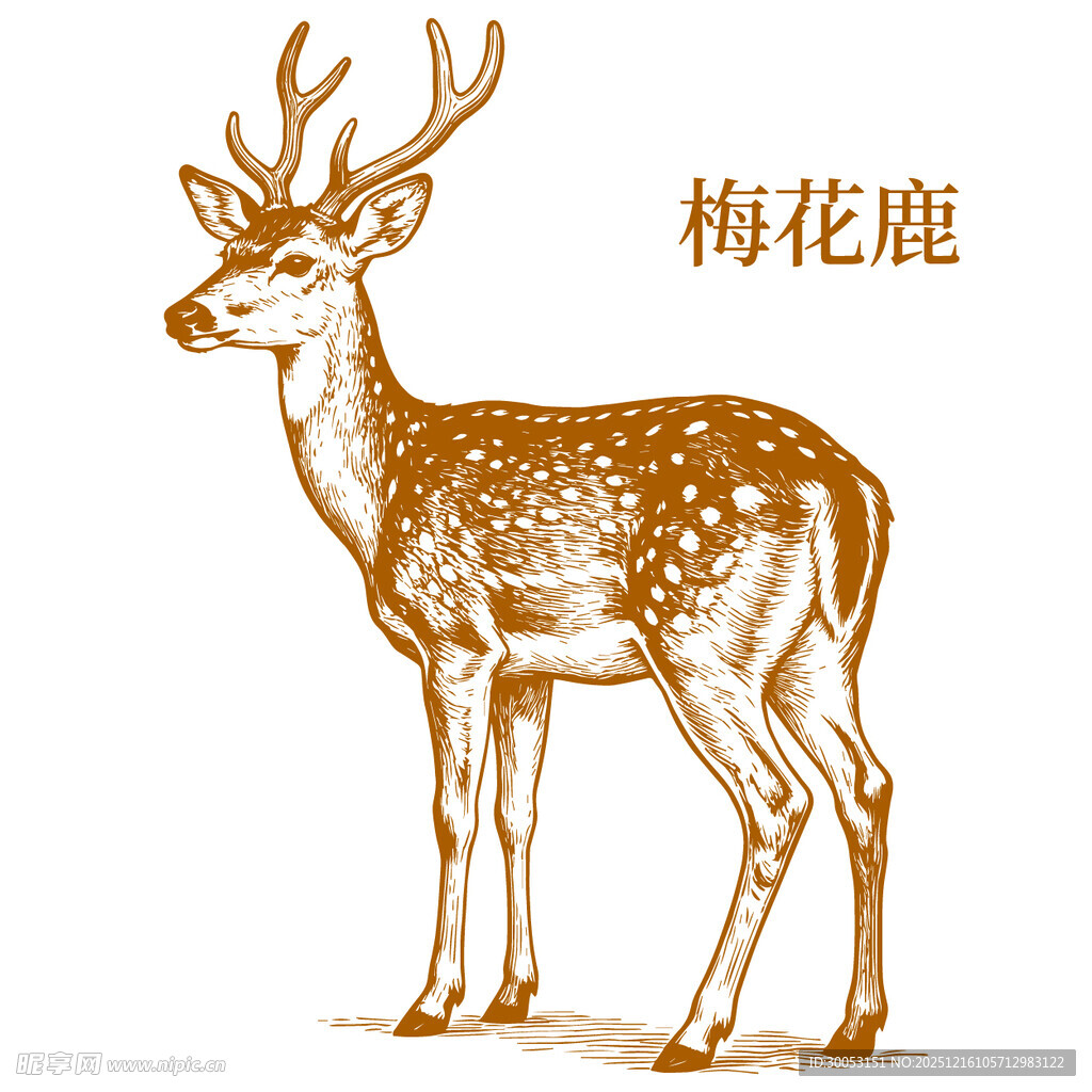 手绘梅花鹿形象展示