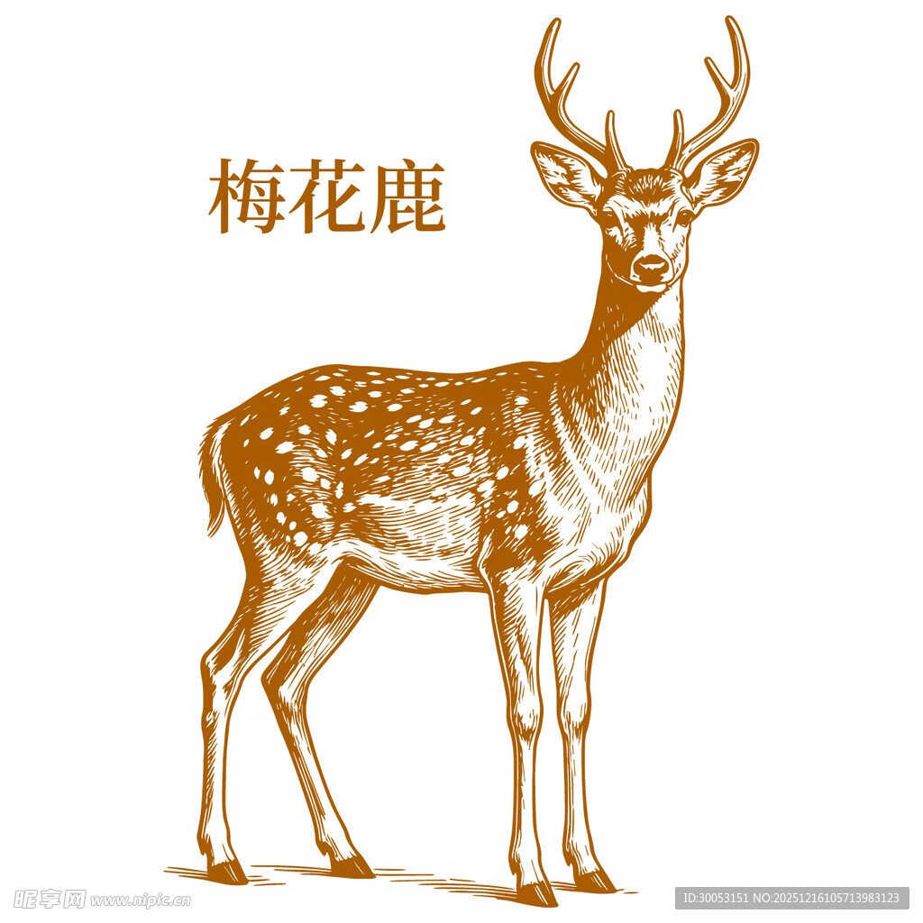 手绘梅花鹿形象展示