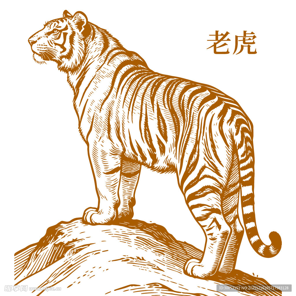 站立于石上的威严老虎