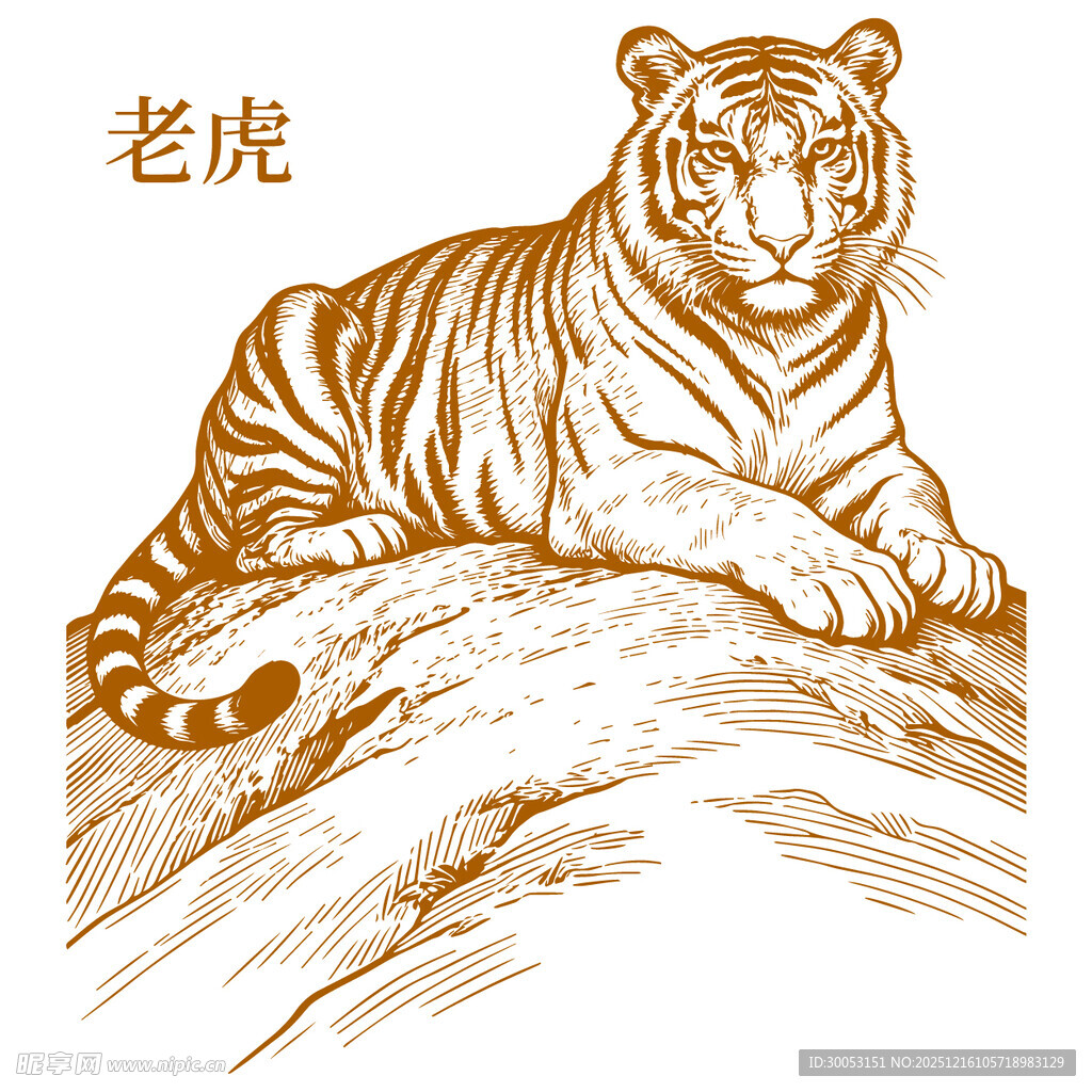 老虎线描图