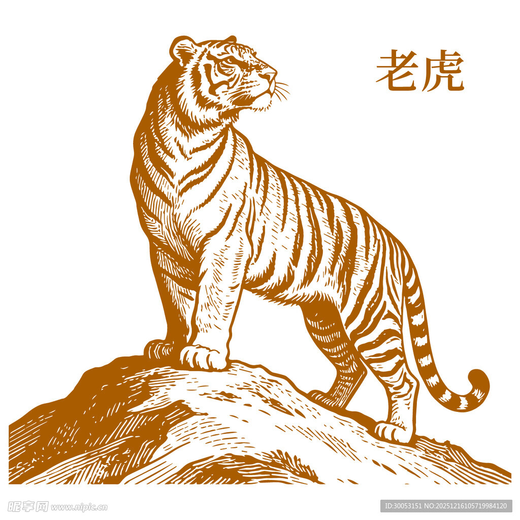 山巅之上的威严老虎