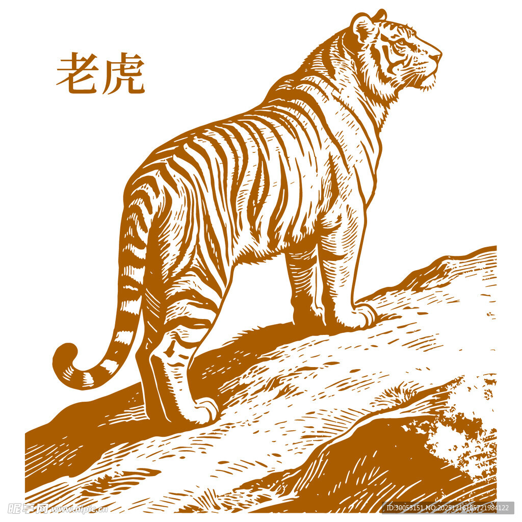 站立的老虎插画