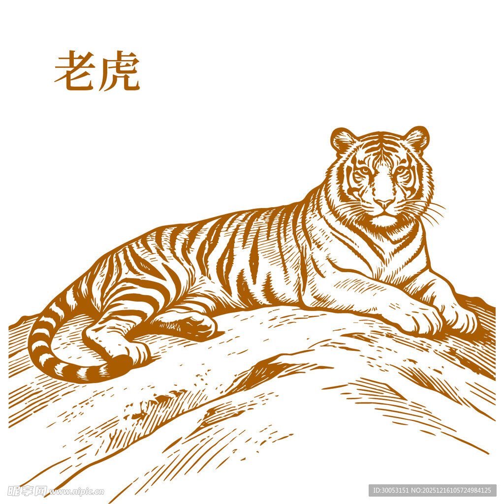 卧姿老虎线描图