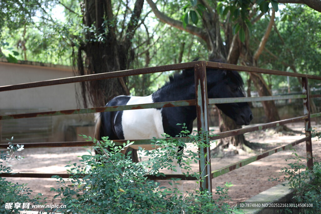 围栏内的黑白马匹