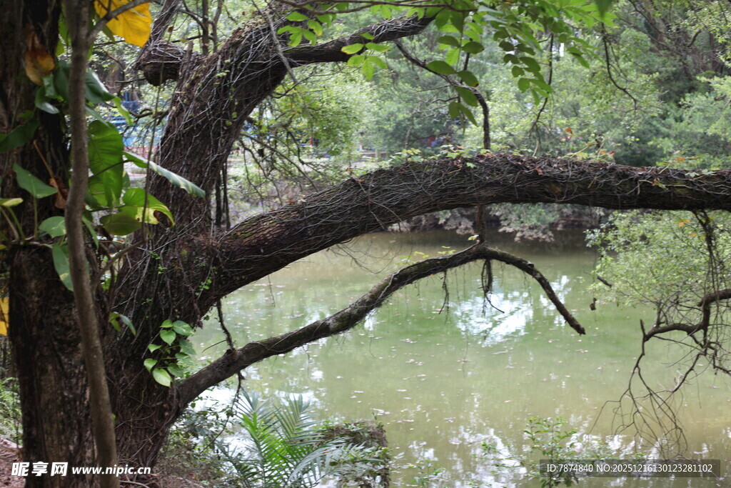 湖畔老树绿意盎然之景