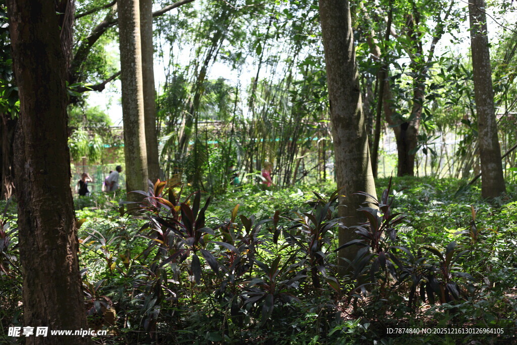 茂密树林中的自然景致