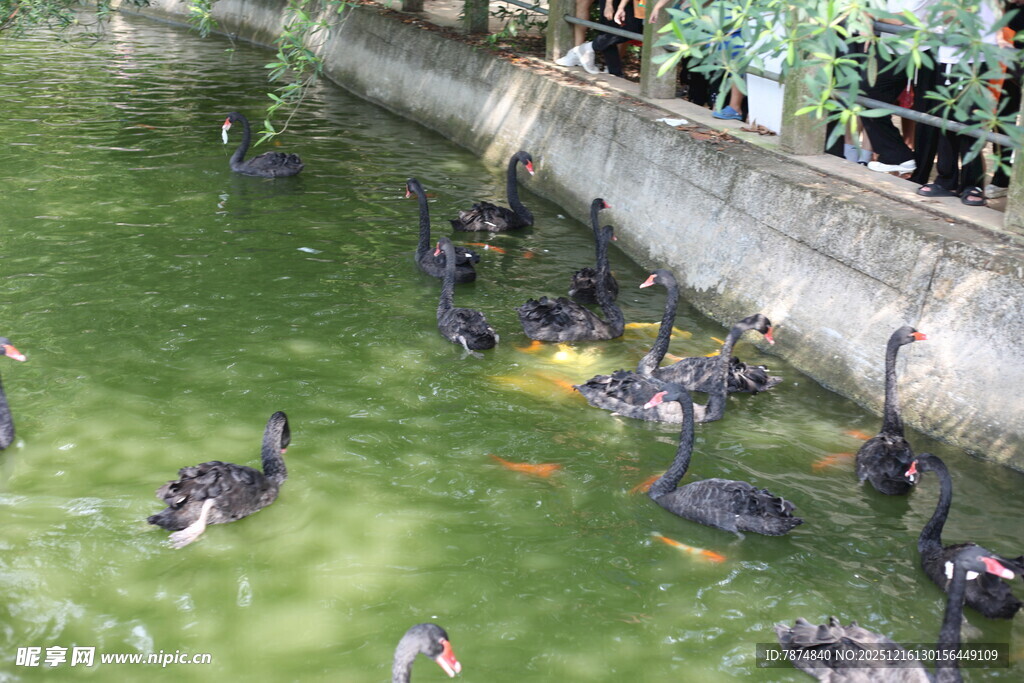 池塘中嬉戏的黑羽水鸟