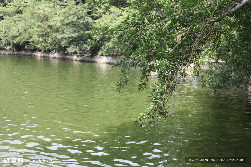 宁静湖畔绿意盎然