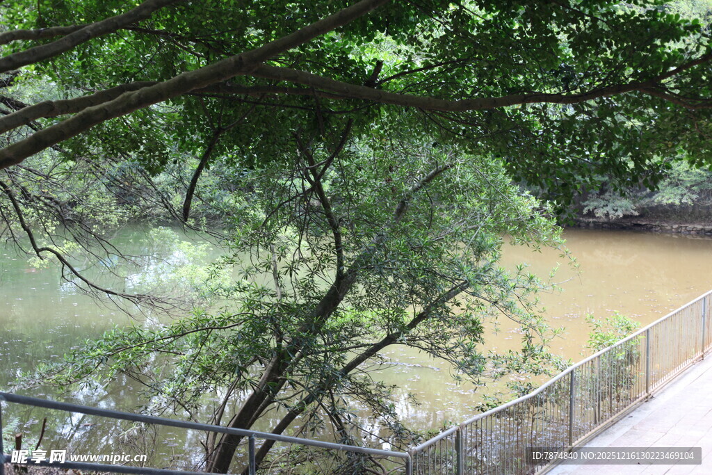 河畔绿树成荫景致宜人