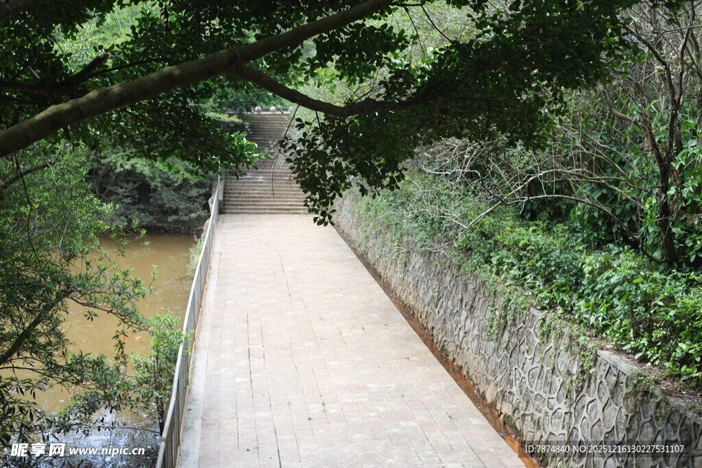 林间幽径静谧自然之景