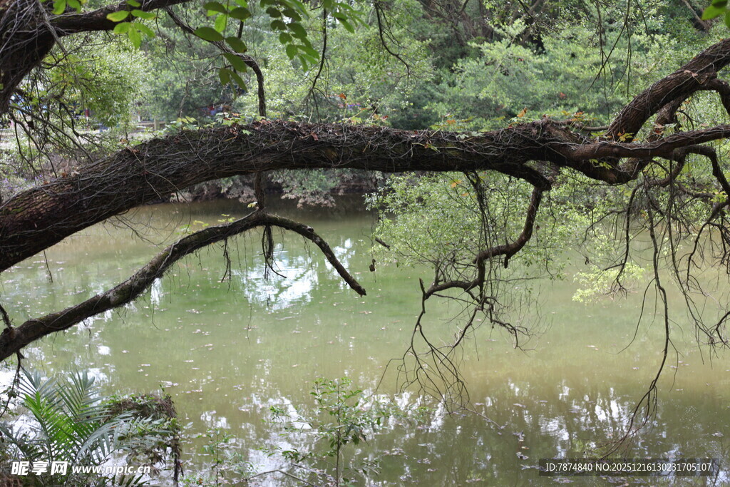 林间静谧小河畔