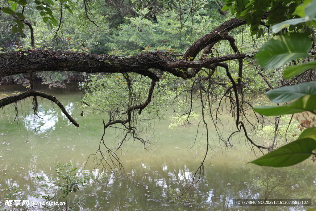 溪边繁茂树枝与绿意景象
