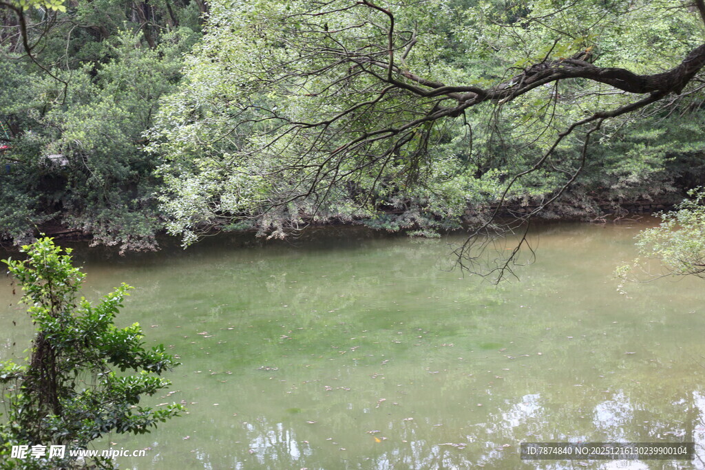 林间静谧绿水景色