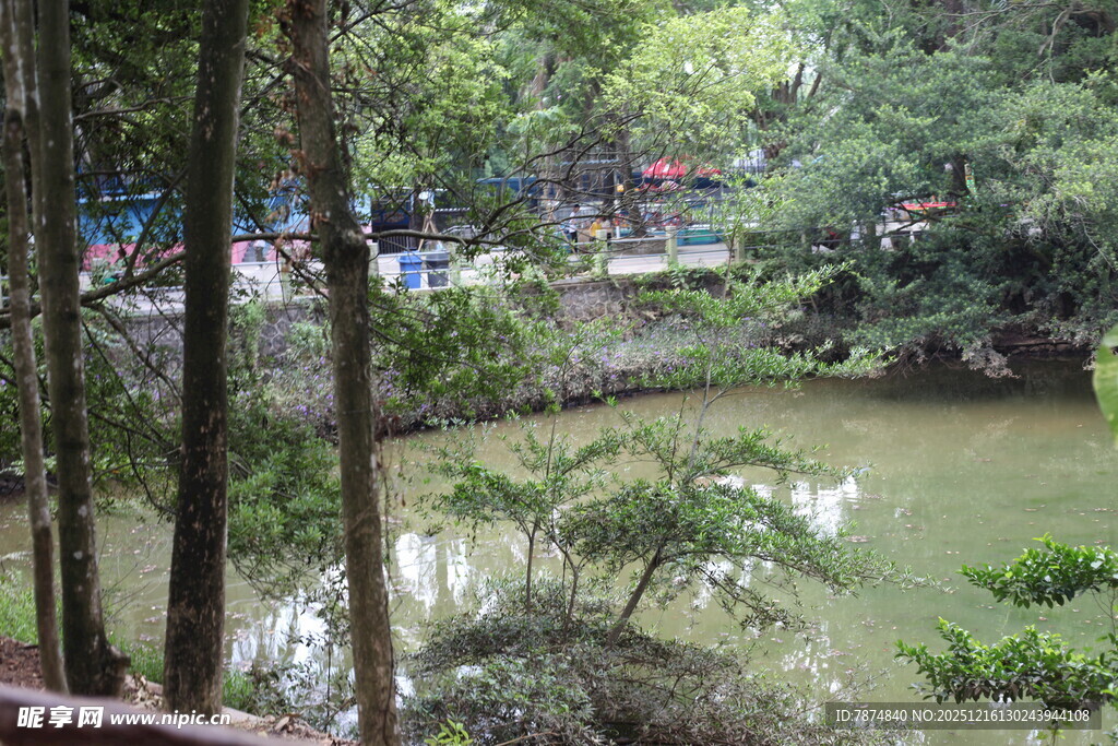 林间静谧池塘景观