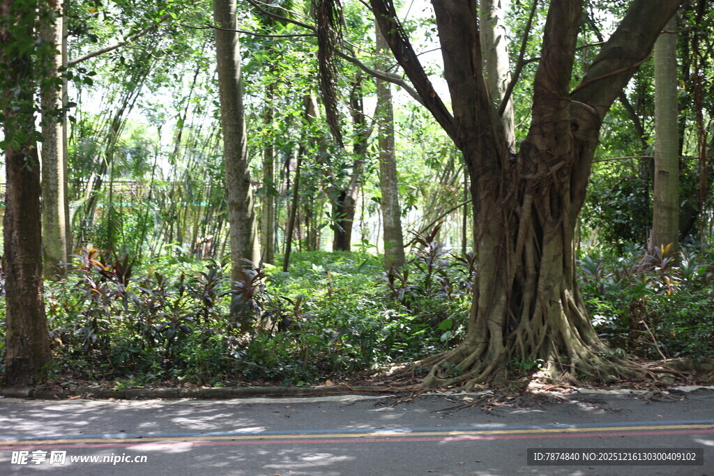 林间静谧道路绿意盎然