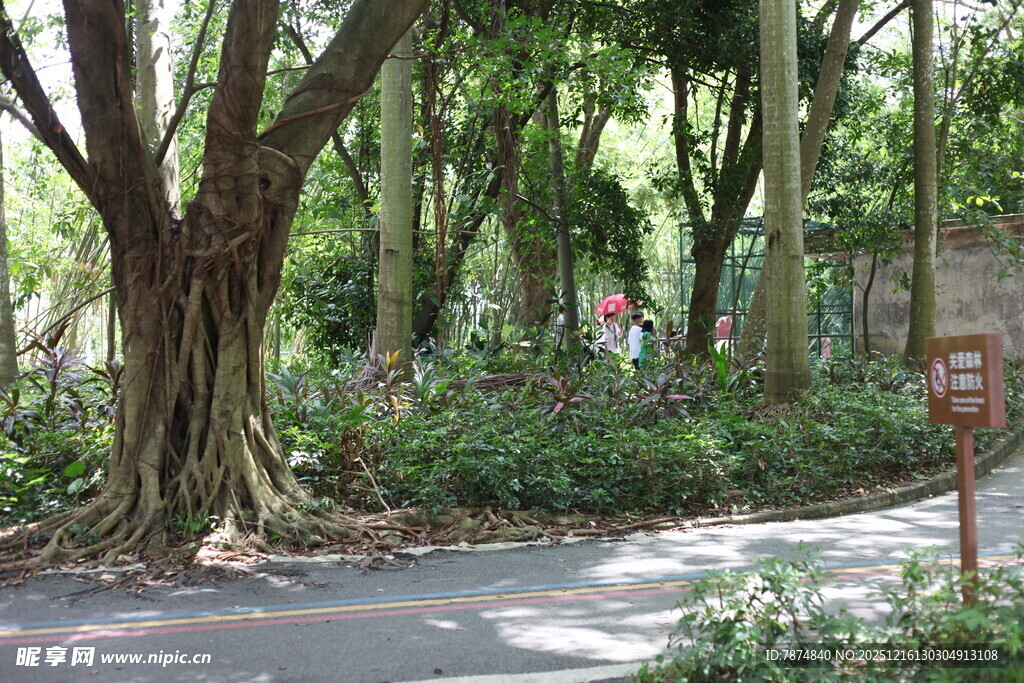 林间小道的静谧自然景致