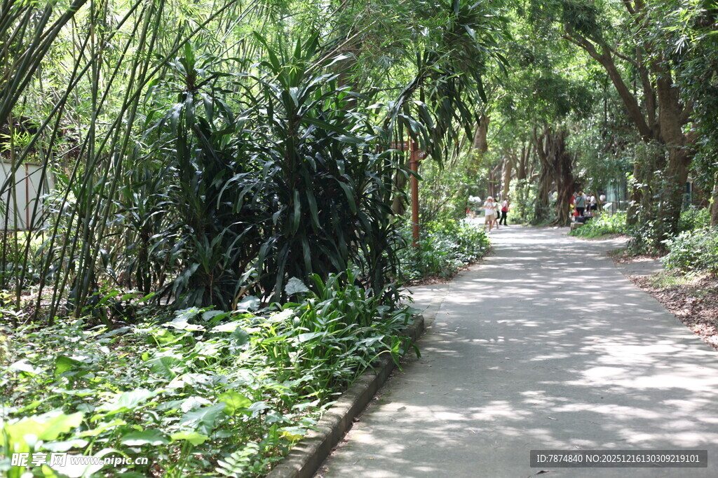 林间幽静小道绿植环绕