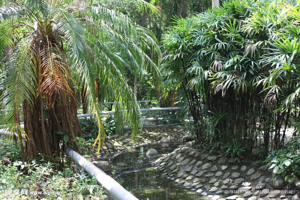 林间小径绿植环绕的清幽处