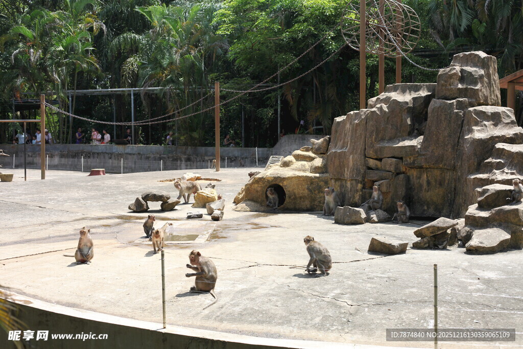 动物园中猴子活动场景