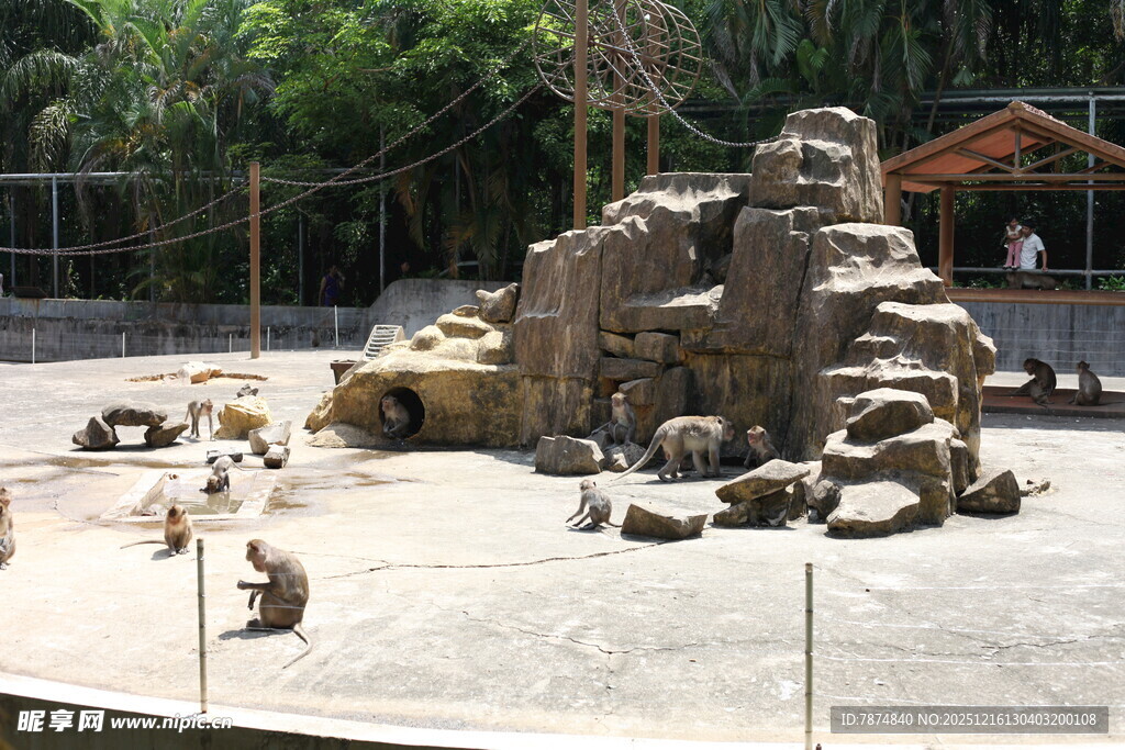 动物园内的狮群栖息场景