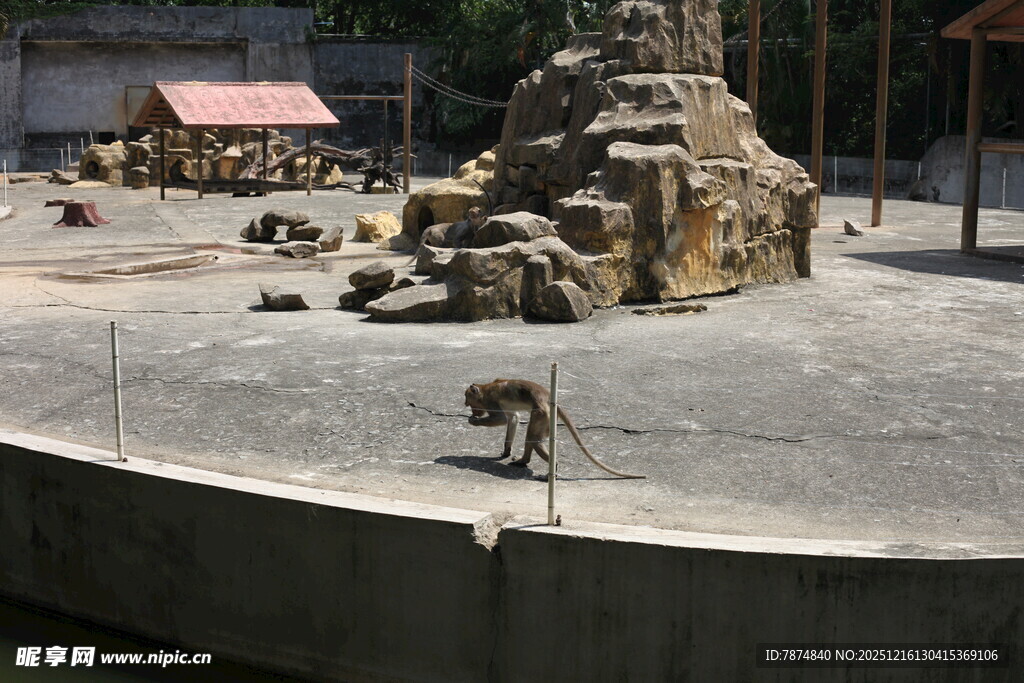 动物园中猴子与假山场景