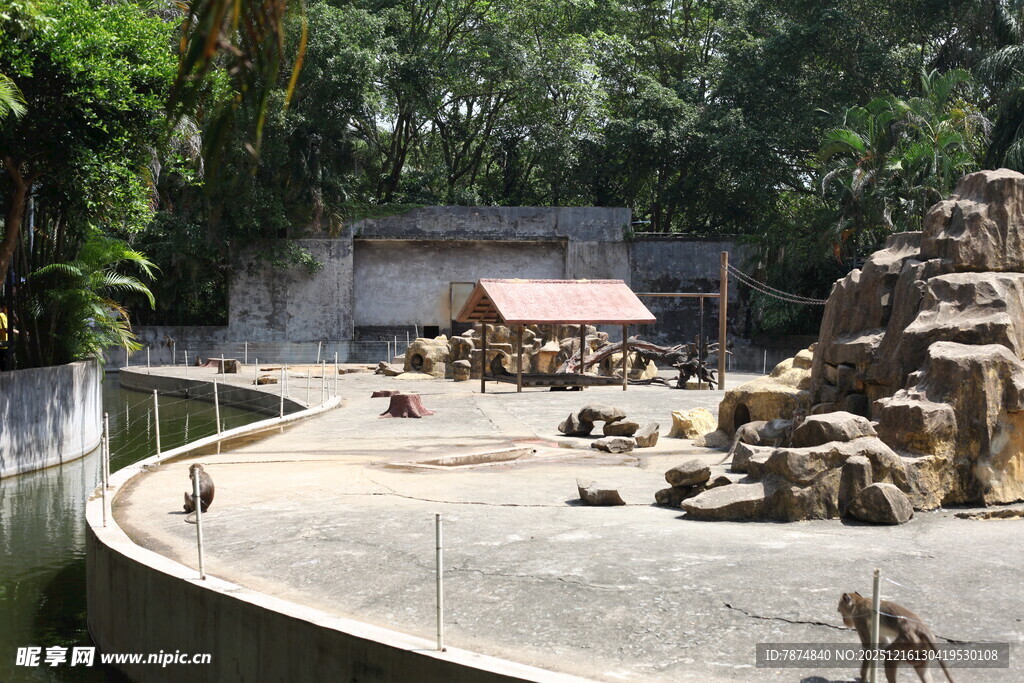 动物园内猴子活动场景