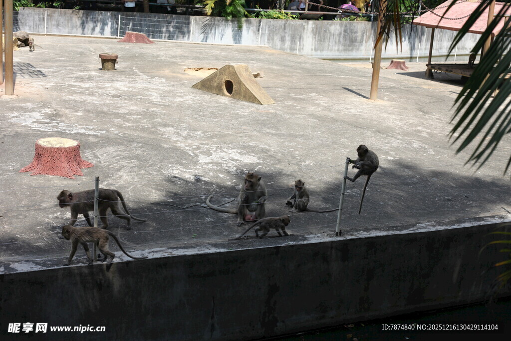 户外动物活动场景