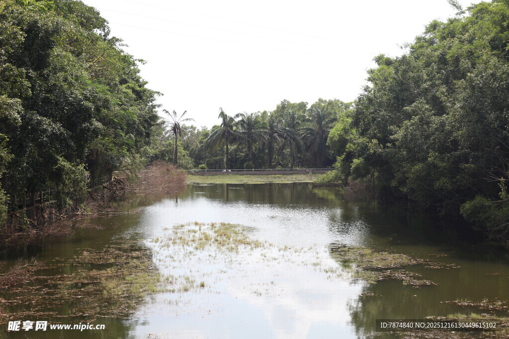 宁静河道两岸绿树成荫