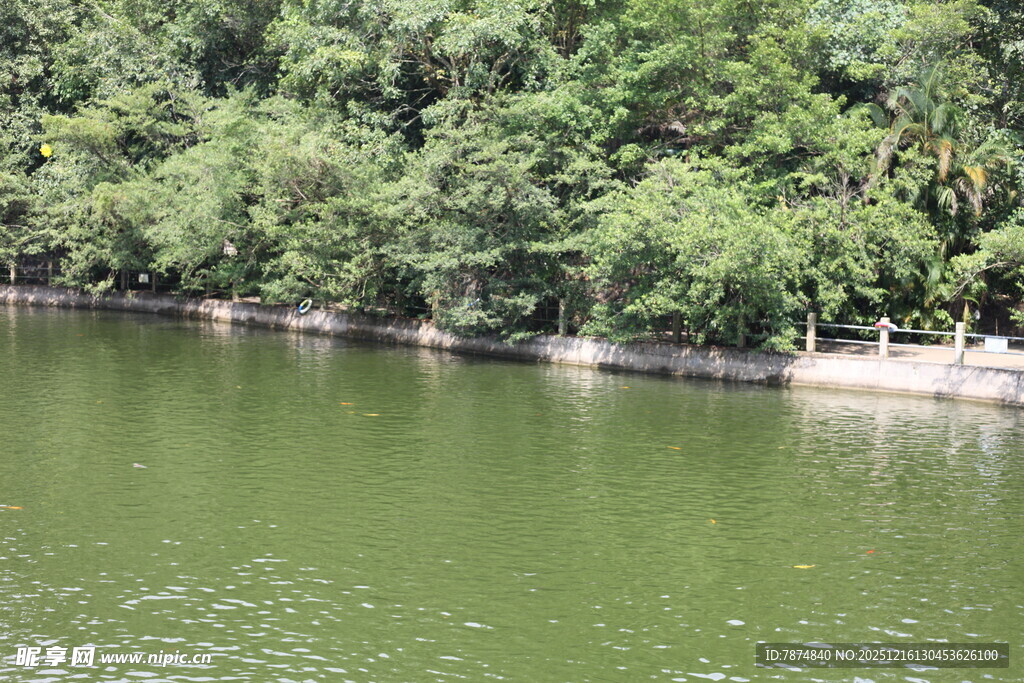 湖畔绿树环绕的静谧水域