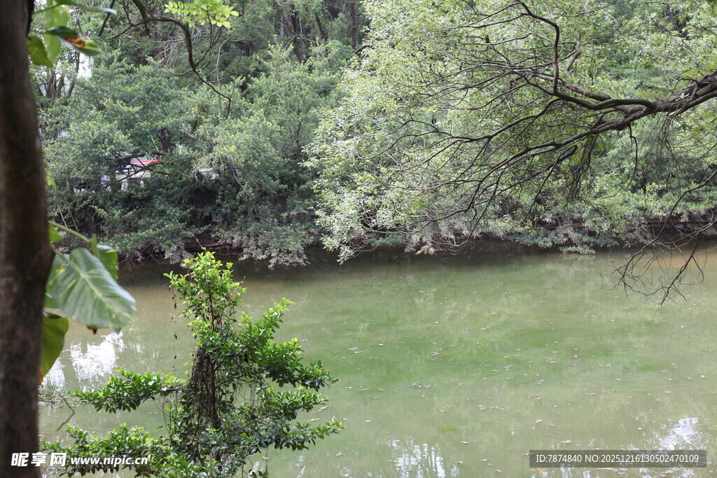 林间绿水畔的自然景致