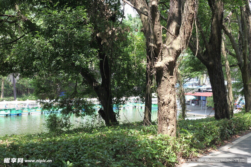 林荫小道旁的河畔景致