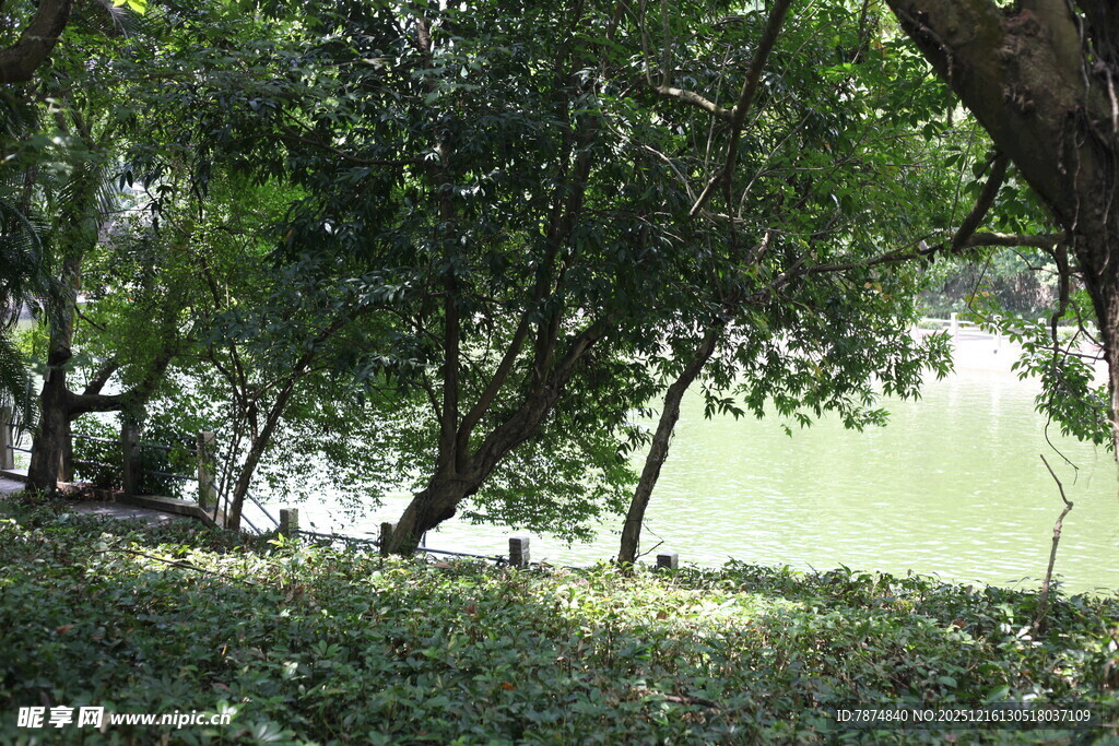 湖畔绿荫下的静谧景致