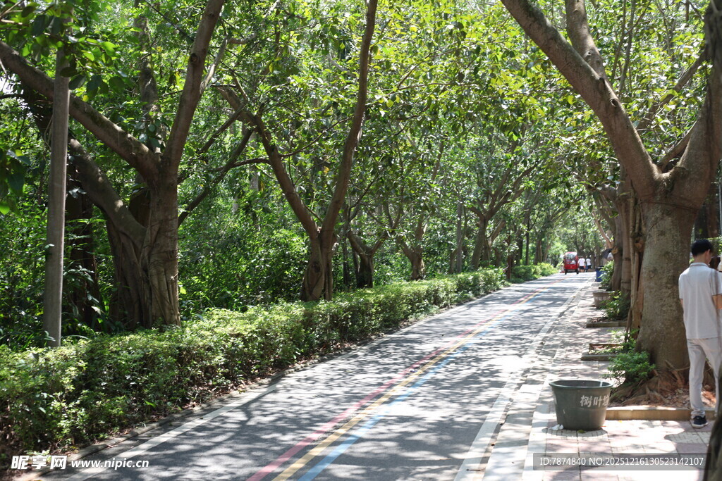 林荫小道静谧的自然景致