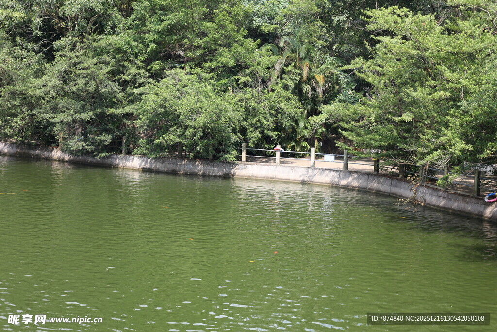 湖畔绿树环绕的宁静水域