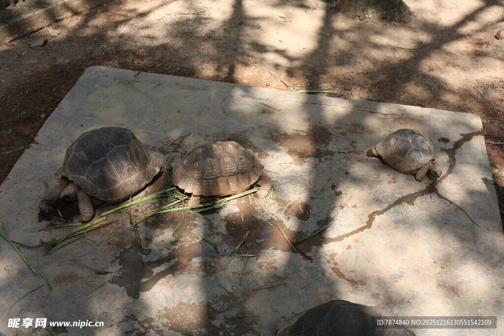 石板上的几只乌龟