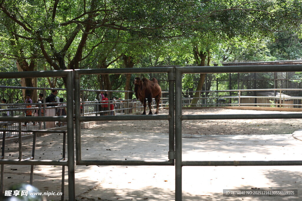 动物园围栏内的动物场景