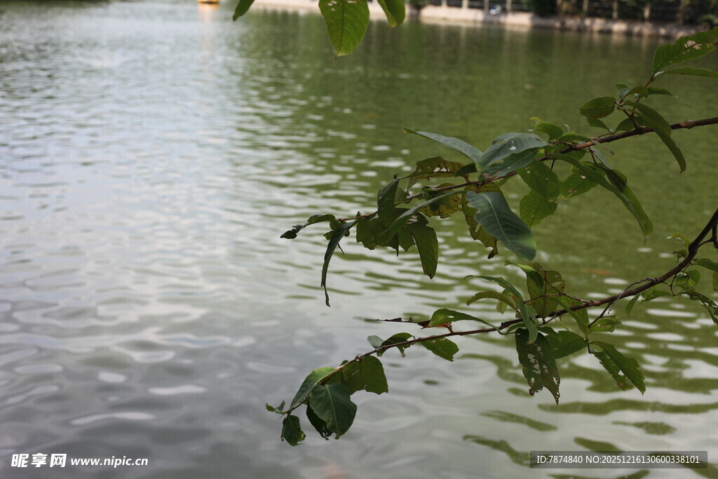 湖畔枝叶垂于碧波之上