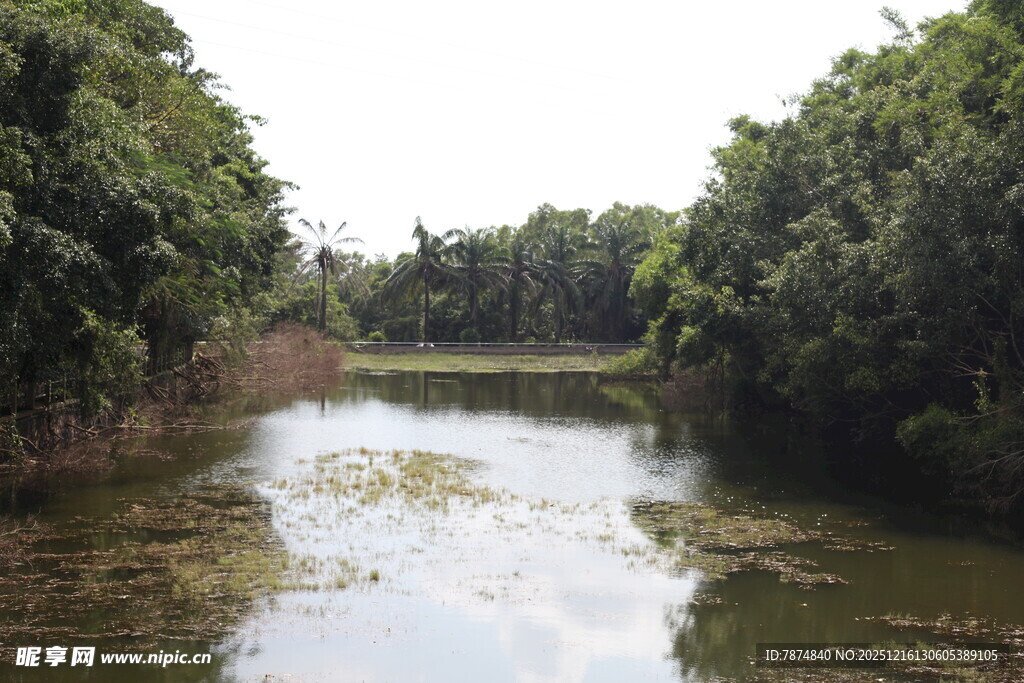 乡村小河两岸绿树环绕