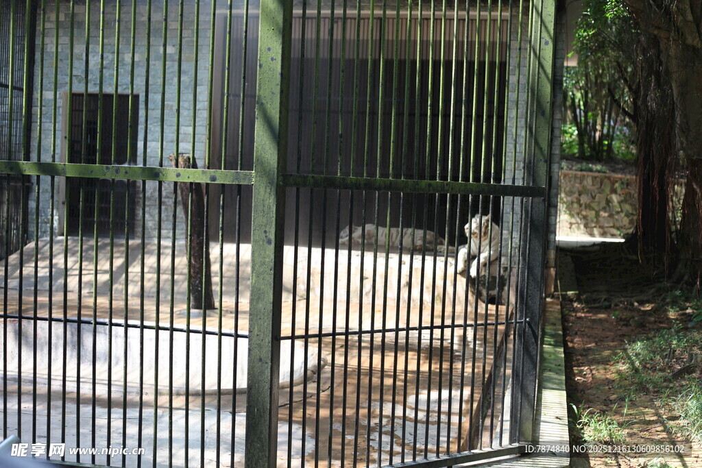 笼中动物身处围栏空间