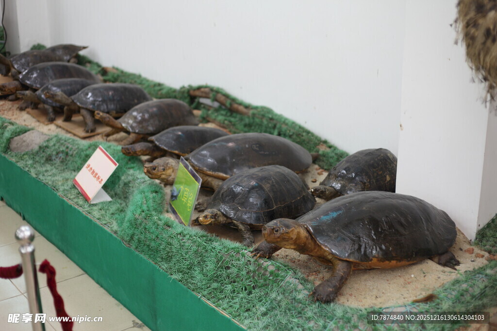 一排乌龟展示于架上