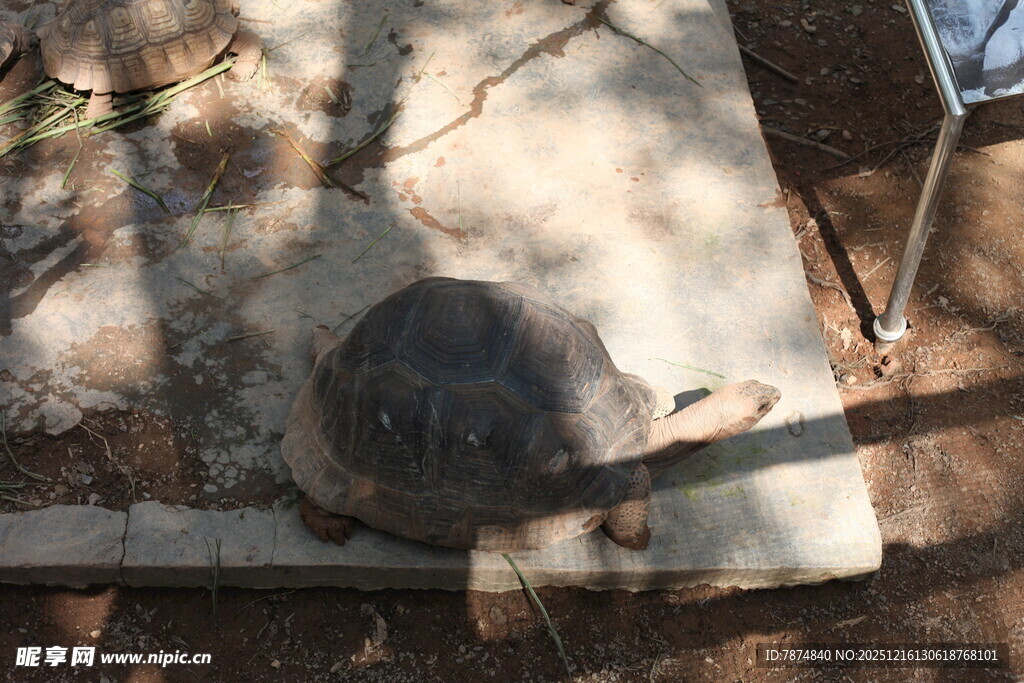 户外石板上的乌龟
