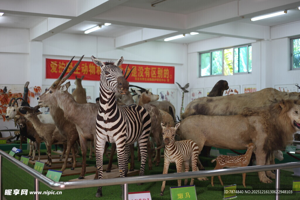 动物标本展示馆内景