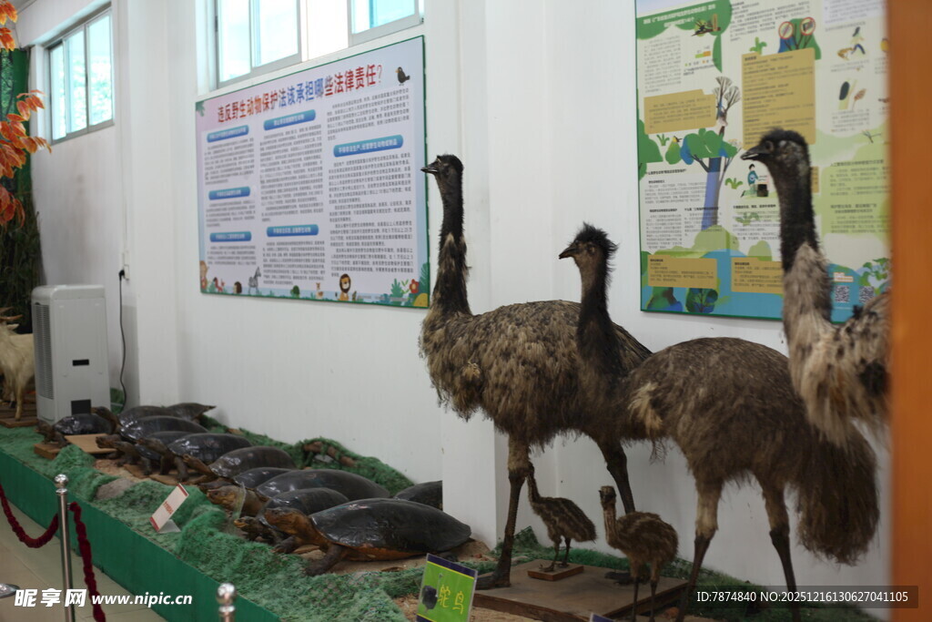 室内展示的几只鸸鹋模型