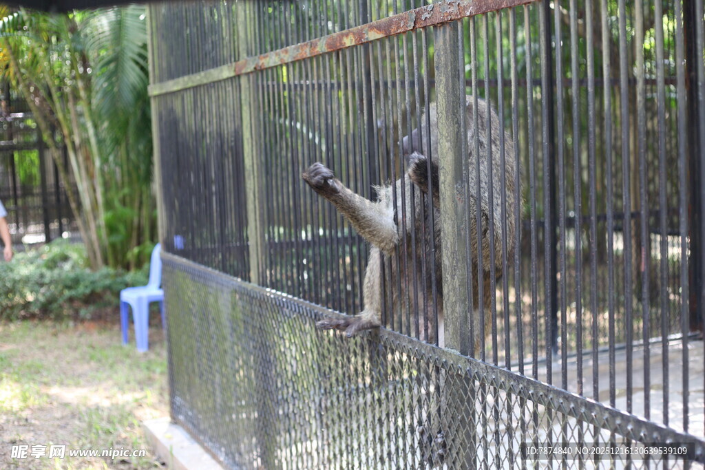 笼中猴子抓着围栏张望