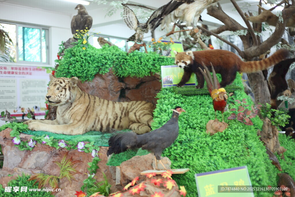 动物生态微景观展示