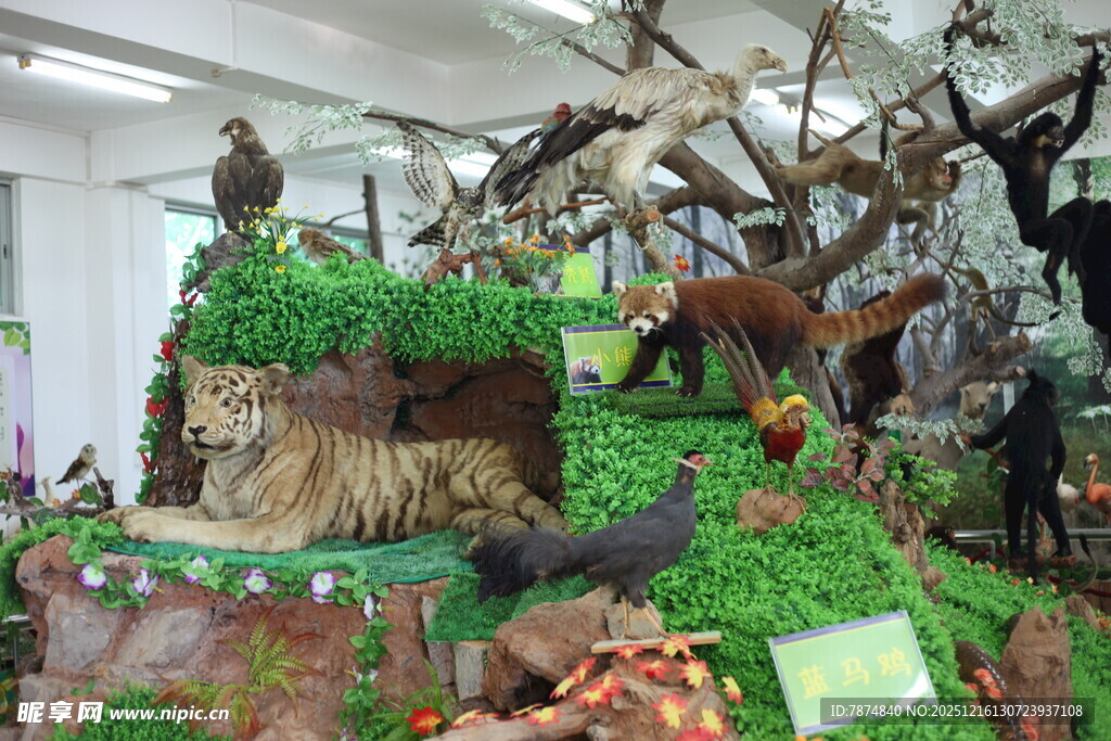 动物标本展示场景